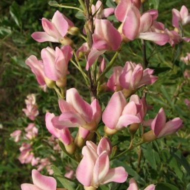 unnamed (13)